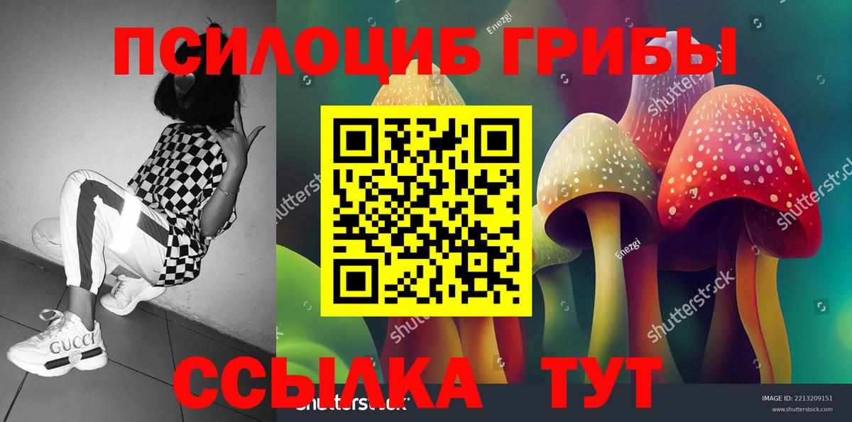 Псилоцибиновые грибы Psilocybe  что такое   Зеленодольск 